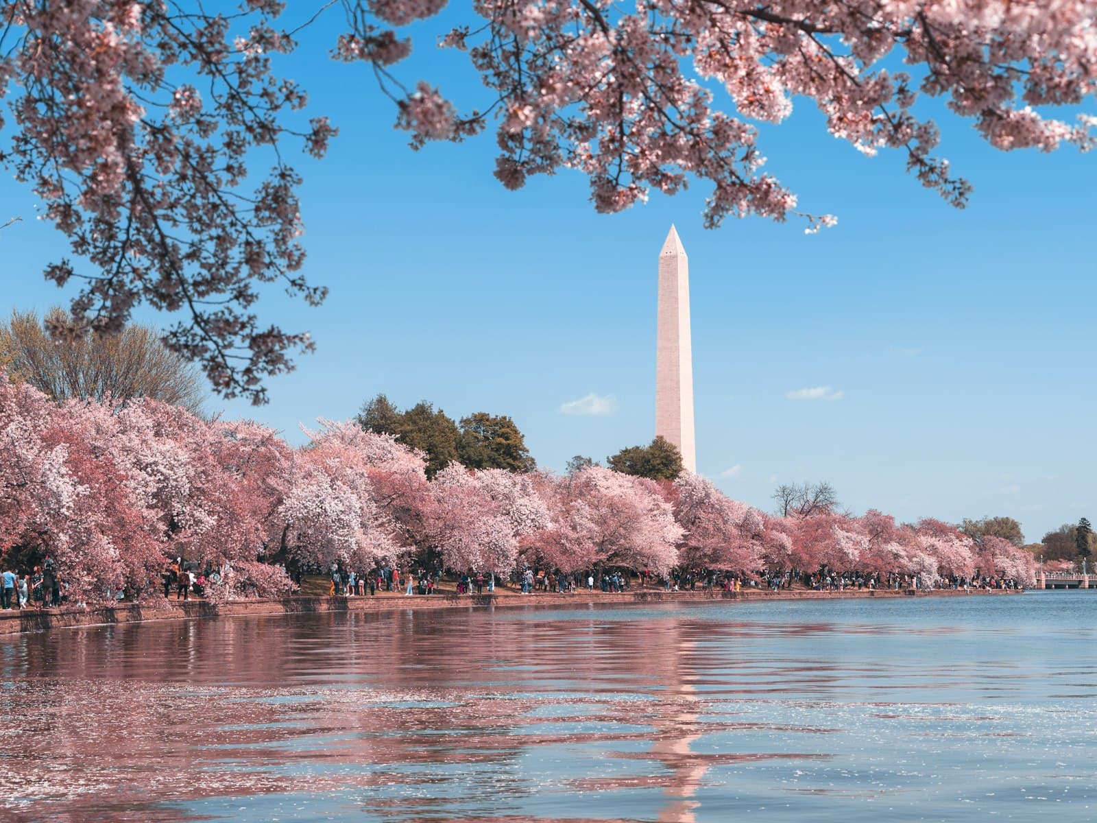 The Washington Monument framed by cherry blossoms, one of the most popular Richmond Tours destinations